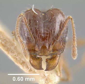 Media type: image;   Entomology 22807 Aspect: head frontal view